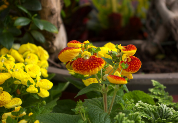 14種“過年花”，一個比一個大氣美麗，喜慶吉祥，超有幸福感