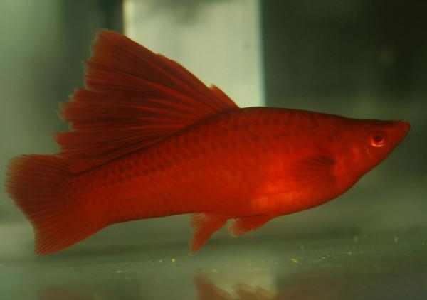 紅劍魚怎麼養？要學會創造條件，教你10招，輕鬆養好紅劍魚