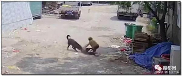 福建老人被狗攻擊身亡是誰造成了這等慘劇