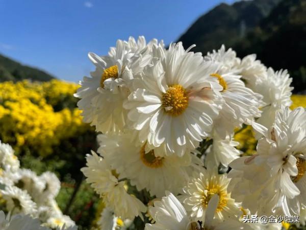 約嗎？這裡的菊花開了→