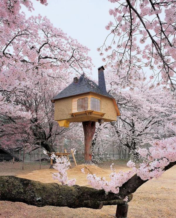 櫻花下的日本茶館