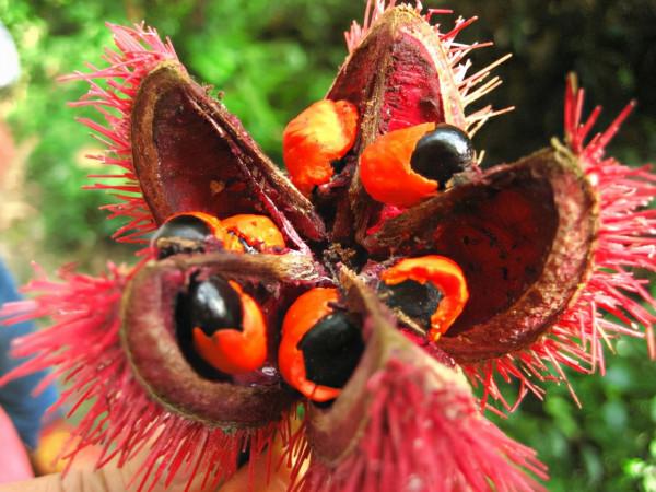 理想綠化樹種—猴歡喜植物非試管高效快繁 理想綠化樹種—猴歡喜植物非試管高效快繁