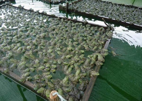 擁有“山珍”之稱的石蛙,高達200元1斤,為何敢養的農民卻不多? 擁有“山珍”之稱的石蛙,高達200元1斤,為何敢養的農民卻不多?
