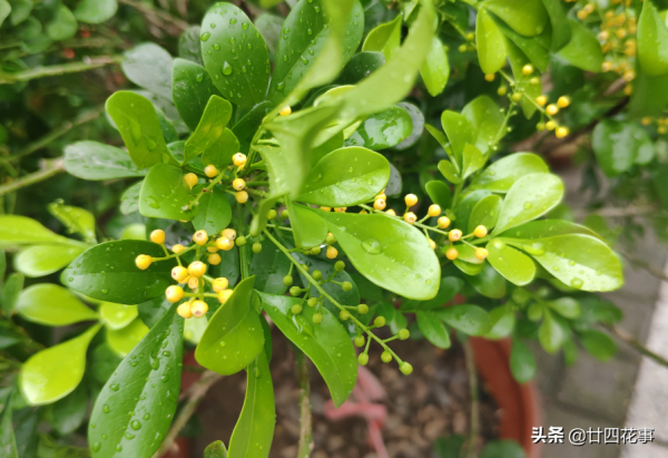 進入12月,8種花容易爛根黃葉,要控水斷肥,不注意過不了冬 進入12月,8種花容易爛根黃葉,要控水斷肥,不注意過不了冬