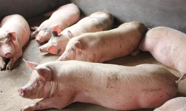 豬口蹄疫怎麼消毒?豬得了口蹄疫怎樣給豬消毒?本文來教你 豬口蹄疫怎麼消毒?豬得了口蹄疫怎樣給豬消毒?本文來教你