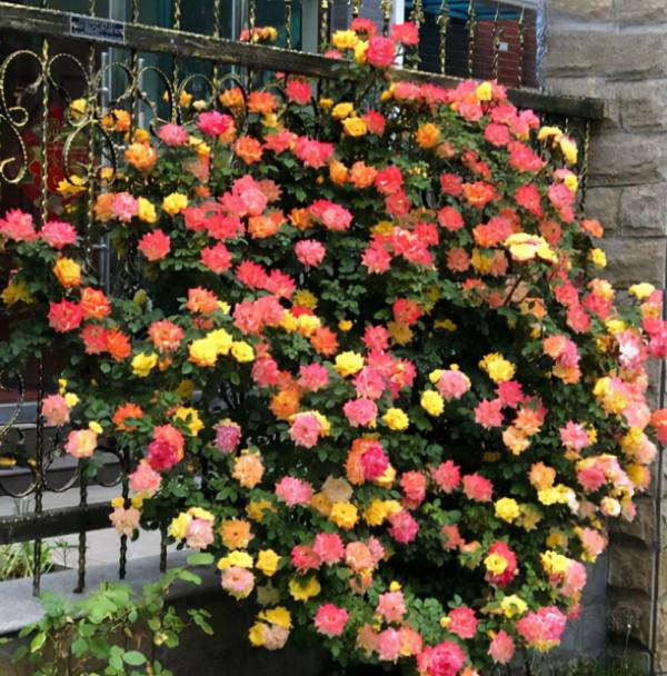 進入十月份天氣轉涼,藤本月季莫亂修剪,兩種情況要分清 進入十月份天氣轉涼,藤本月季莫亂修剪,兩種情況要分清