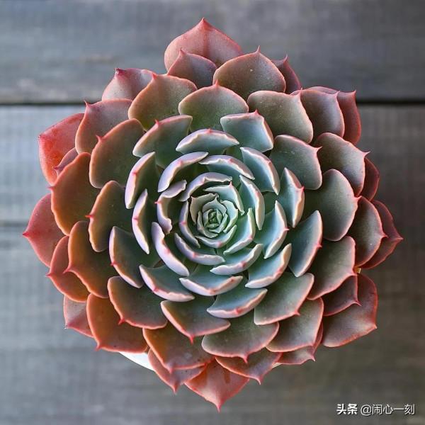 分享&mdash;&mdash;多肉，肉出花朵