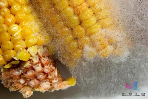 沒吃也感染！發黴玉米致女子肺部長滿真菌！生活中要當心這些……