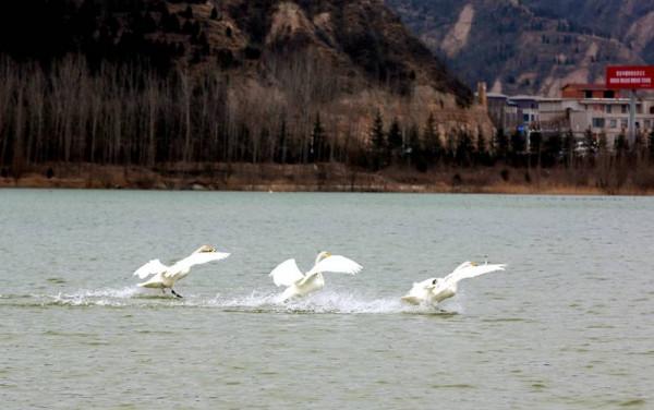 新春走基層｜平陸三灣：白天鵝伴你共迎新春