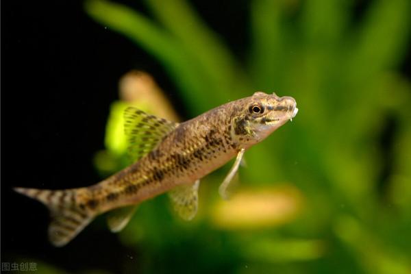 我在山區天然河流中釣到過這10種魚，這些魚中你釣到過幾種？