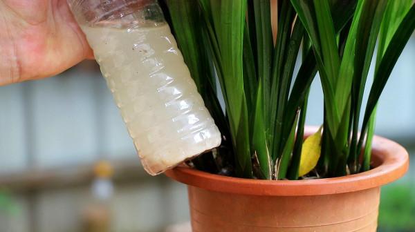 黃豆泡一泡,倒進花盆裡,勁大營養足,養花種菜一級棒 黃豆泡一泡,倒進花盆裡,勁大營養足,養花種菜一級棒