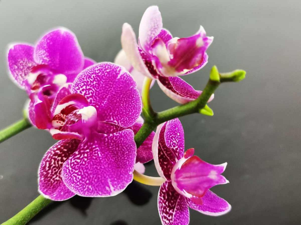 5種花太敗好感，壞毛病太多，到底該不該扔？