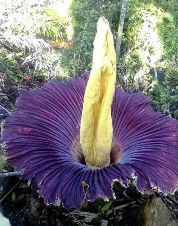 發現不一樣的花草，領悟大自然的奇妙