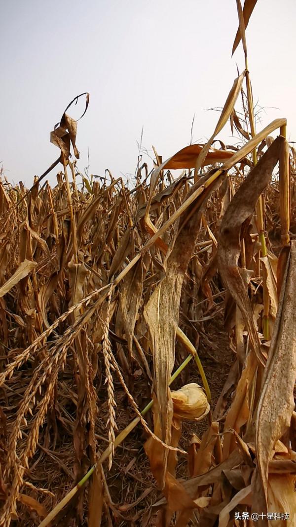 買玉米種子四注意（二）：同等條件下，千粒重越低，風險越大