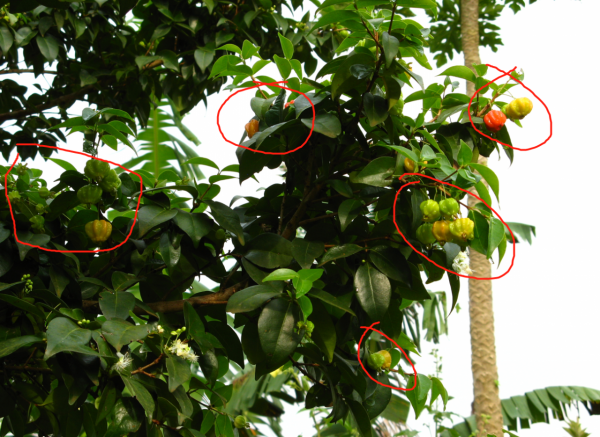 安哥拉往事第二版（3）——初識周圍環境與第一次工作任務