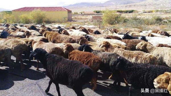 新疆塔什庫爾幹遊記 | 帕米爾高原上的特別風景:塔吉克族牧羊人 新疆塔什庫爾幹遊記 | 帕米爾高原上的特別風景:塔吉克族牧羊人