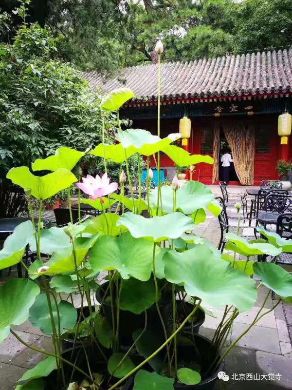 大覺寺清水院，幽都之勝概