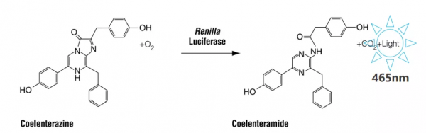 看完這篇文章，我不信您還搞不定「雙熒光素酶報告實驗」