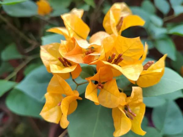 小雪悠悠冬來遲 小雪悠悠冬來遲