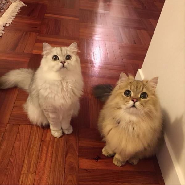 偷偷告訴你，女孩子愛養“長毛貓”的原因