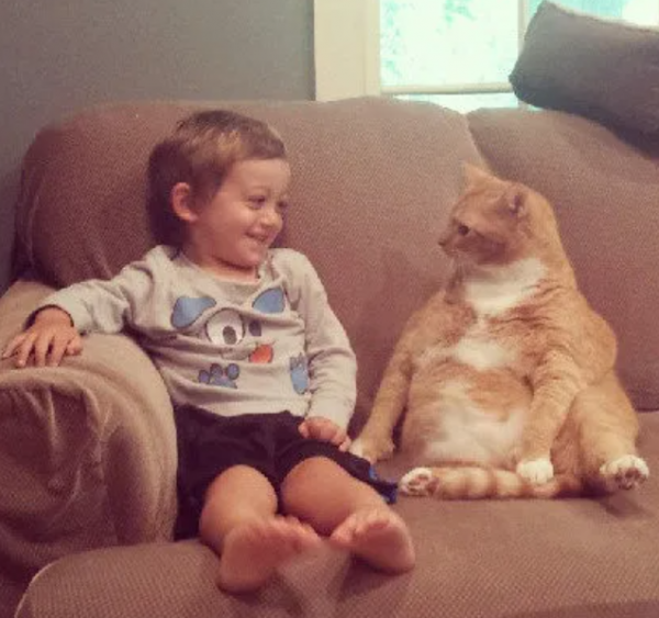 十二星座都適合養什麼貓?看到天蠍座的,不好意思沒忍住笑哈哈哈 十二星座都適合養什麼貓?看到天蠍座的,不好意思沒忍住笑哈哈哈