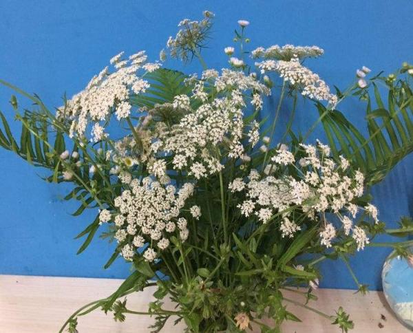 路邊的蒲公英，比拳頭還大，太可愛了