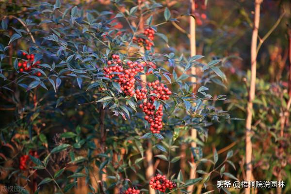 寶寶誤食家中花卉中毒，這12種美麗綠植，有小孩的家庭要遠離