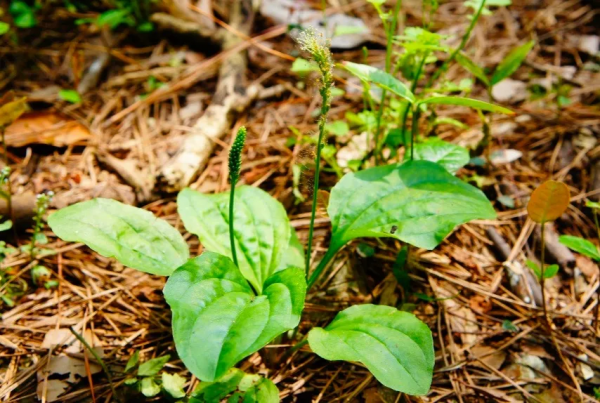 “世”說新語｜從“牛溲馬勃”認識中醫的變“廢”為寶
