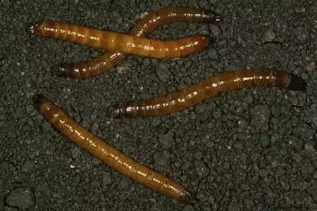 地下害蟲的主要種類、發生特點和防治方法 地下害蟲的主要種類、發生特點和防治方法