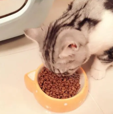 秋天養美短貓,這些“問題”要多加註意 秋天養美短貓,這些“問題”要多加註意