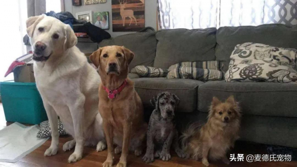 家裡最小的那隻狗,僅僅過了半年,就長成了一個巨汪... 家裡最小的那隻狗,僅僅過了半年,就長成了一個巨汪...