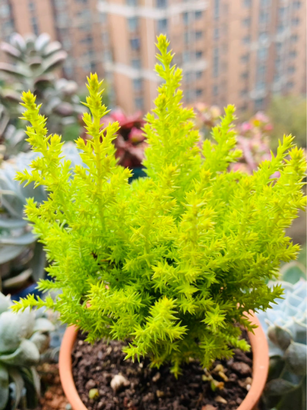 自帶檸檬味的小香松，放在家裡清新怡人，滿屋子都是高階香水味