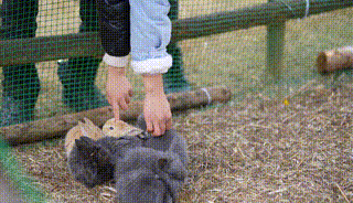 多圖預警｜鹿島公園&amp;趣玩萌寵節今日盛大開放