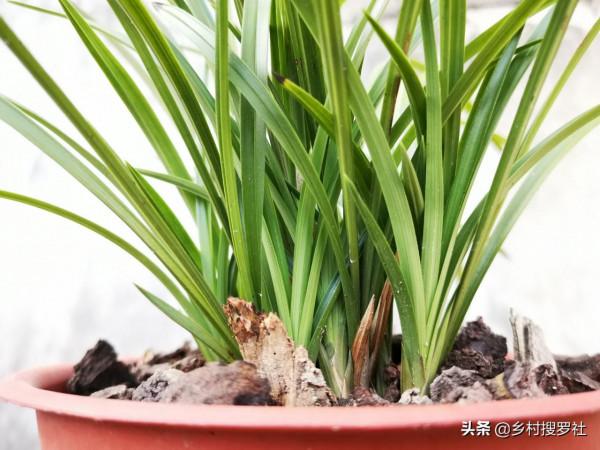 新手養蘭花,最有效的病蟲害防治在大雪前後,只是簡單的兩步操作 新手養蘭花,最有效的病蟲害防治在大雪前後,只是簡單的兩步操作