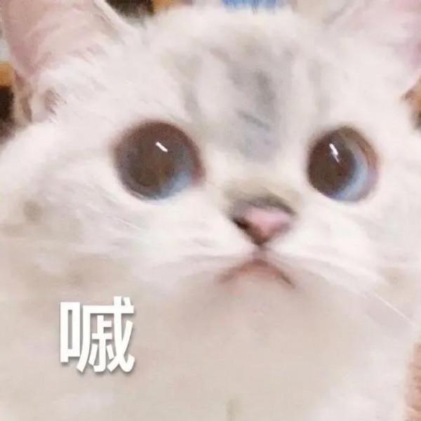 可愛貓貓表情包第二彈