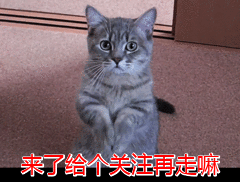 國內禁養狗狗黑名單，德牧上榜，這幾種是&OpenCurlyDoubleQuote;國貨之光&rdquo;