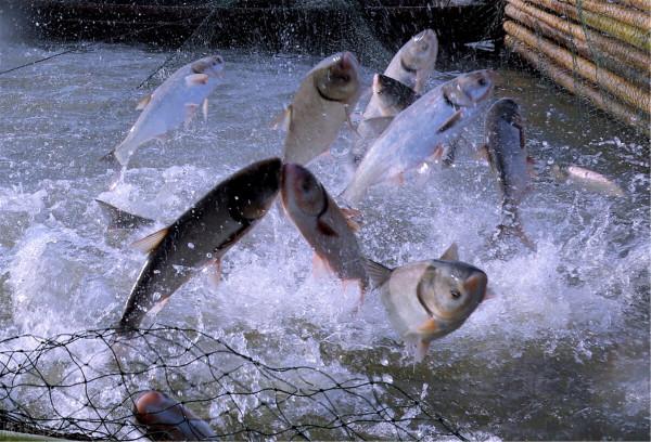 入冬之後野釣，從這三個方面調整，讓你的漁獲量增加一倍