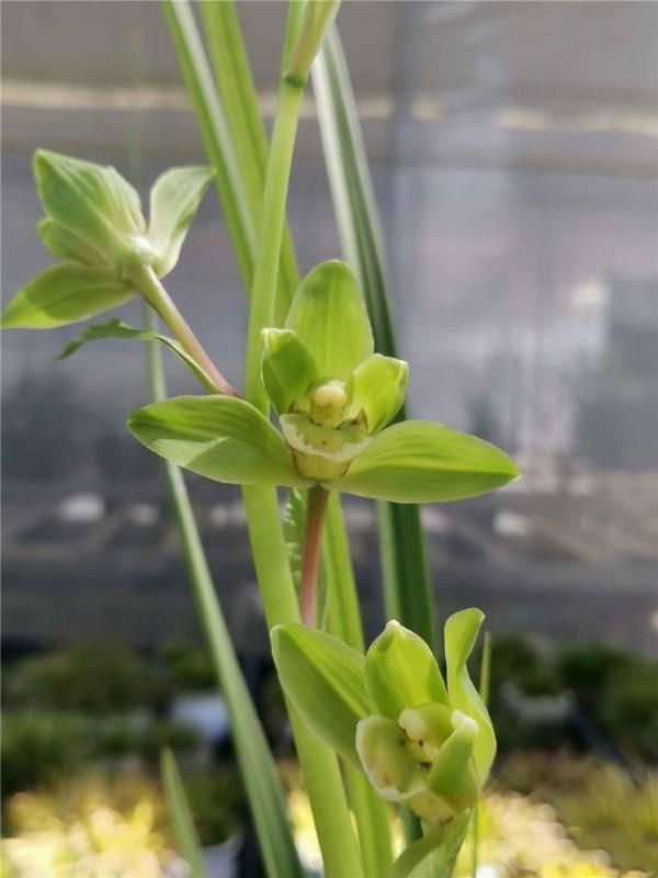 他在馬邊縣發現一整座山都是送春，沒多久，一棵曠世精品出現了