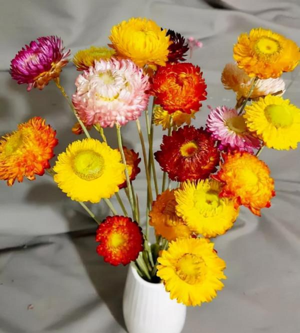 假花一樣的蠟菊，一年四季都在開花