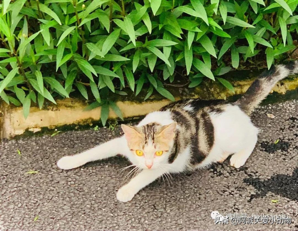 梨梨:想領養嗎?這兒有一隻普信流浪喵 梨梨:想領養嗎?這兒有一隻普信流浪喵