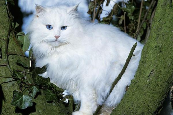 這幾種貓的體味真的很重,名副其實的“臭貓” 這幾種貓的體味真的很重,名副其實的“臭貓”