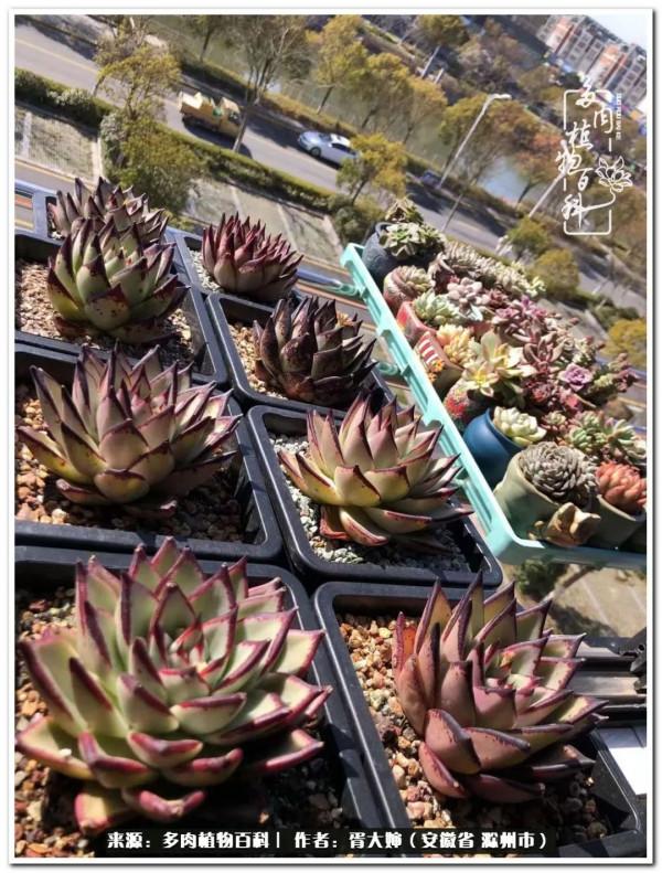 因多肉遇見滿滿的愛和美好，有多肉相伴，歲月生香