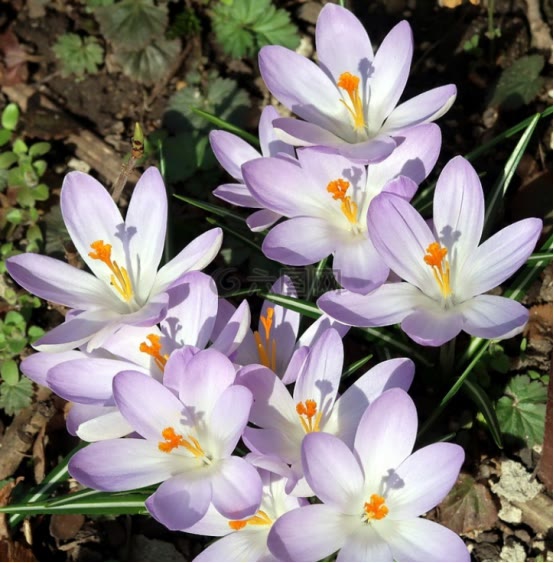 秋分過後,適合養這八種花,不怕冷,開花美,過年都有花賞 秋分過後,適合養這八種花,不怕冷,開花美,過年都有花賞