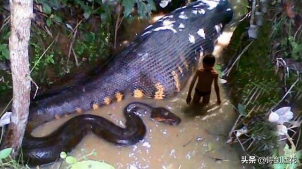 為什麼很多人都怕蛇？科學家曾用7個月大嬰兒做實驗尋找答案