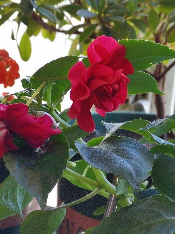 8種花紅得像火,一看就特吉祥,養家裡紅紅火火真喜慶 8種花紅得像火,一看就特吉祥,養家裡紅紅火火真喜慶