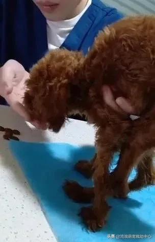 被拋棄的小泰迪又慘遭虐待,打斷頸椎後扔進橋洞等死 被拋棄的小泰迪又慘遭虐待,打斷頸椎後扔進橋洞等死