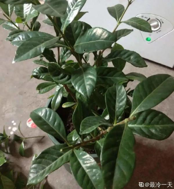 三角梅剪 一剪,搬出去曬曬,呼呼爆花 三角梅剪 一剪,搬出去曬曬,呼呼爆花