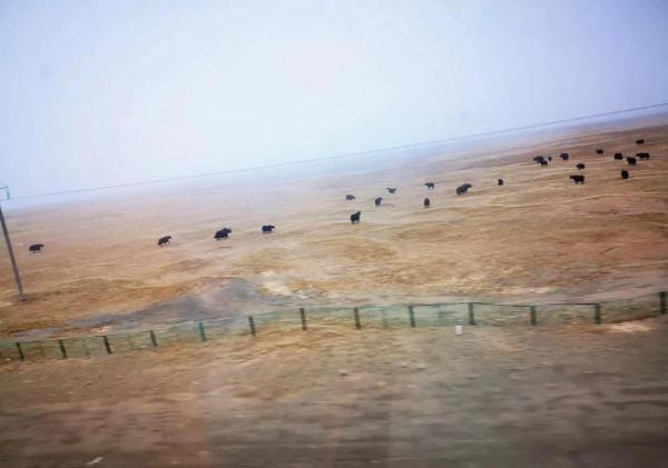 人生一定要坐一趟北京到拉薩的Z21次列車