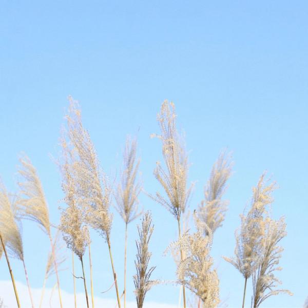 冬日裡的貴州綠博園美翻啦！今天我請客，請賞金輝遍灑、萬頃波光