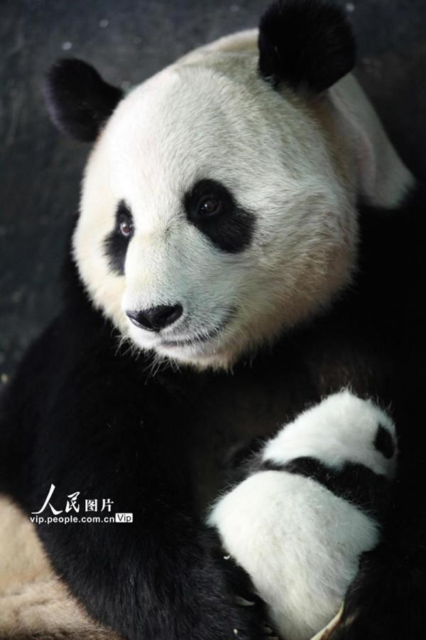 四川臥龍：熊貓幼崽茁壯成長